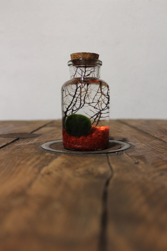 Marimo con corallo 150ml sabbia rossa