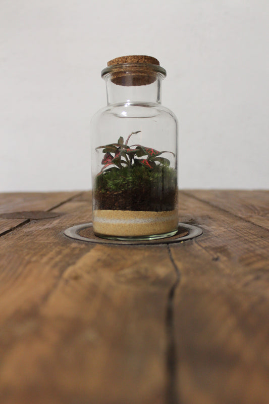 Mini terrario 250ml con Fittonia rossa