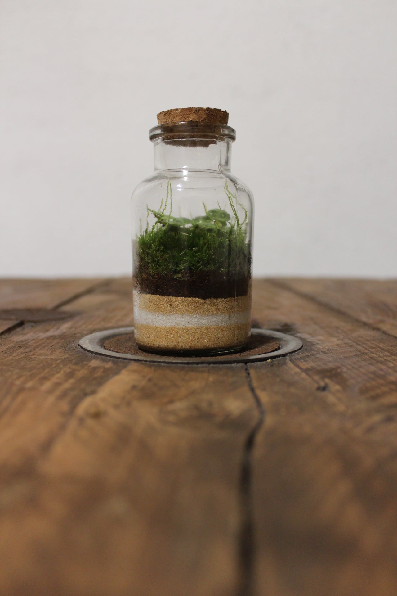 Mini terrario 150ml peperomia prostrata