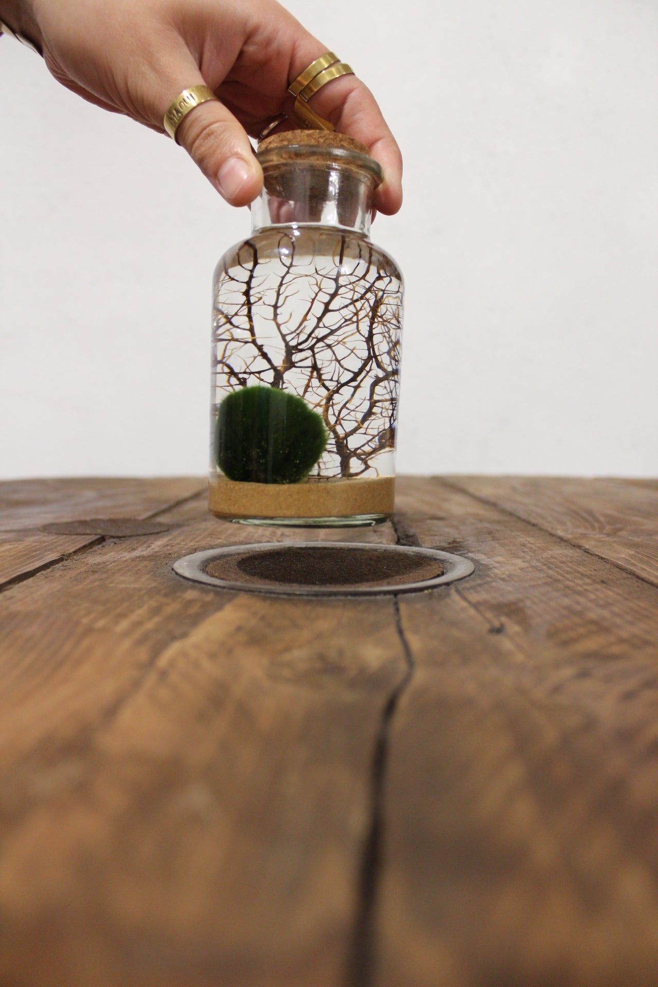 Marimo con corallo 250ml sabbia beige finissima