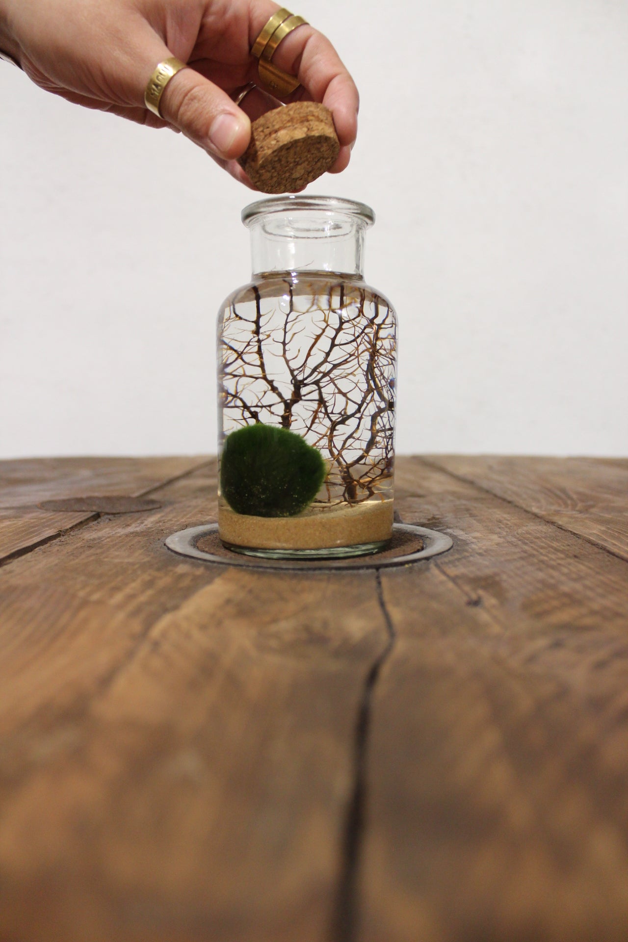 Marimo con corallo 250ml sabbia beige finissima