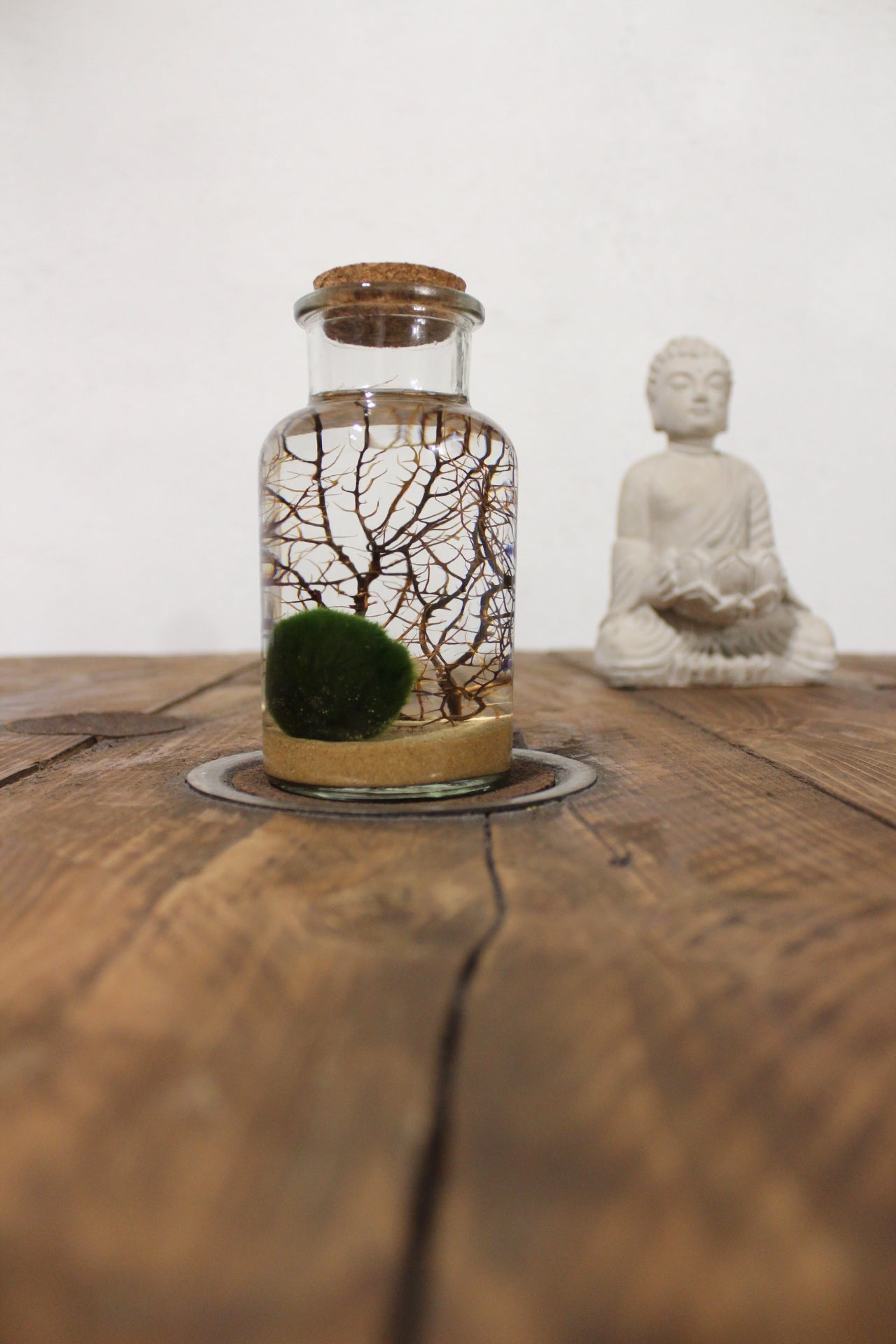 Marimo con corallo 250ml sabbia beige finissima