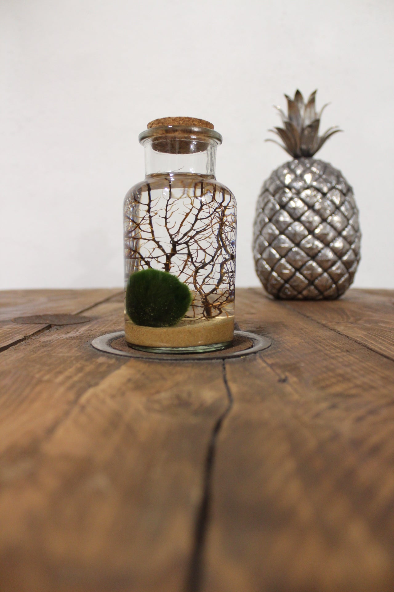 Marimo con corallo 250ml sabbia beige finissima