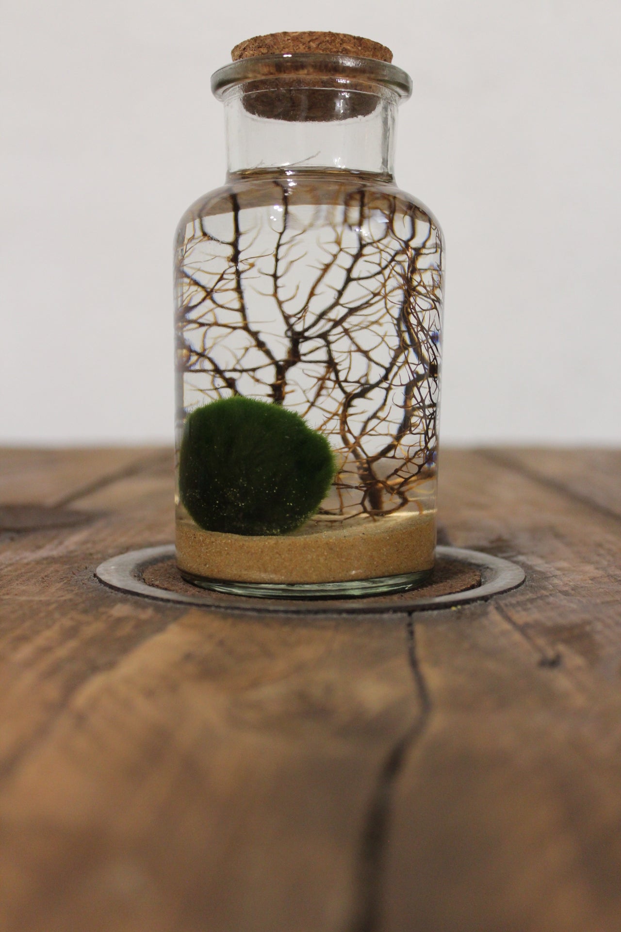 Marimo con corallo 250ml sabbia beige finissima