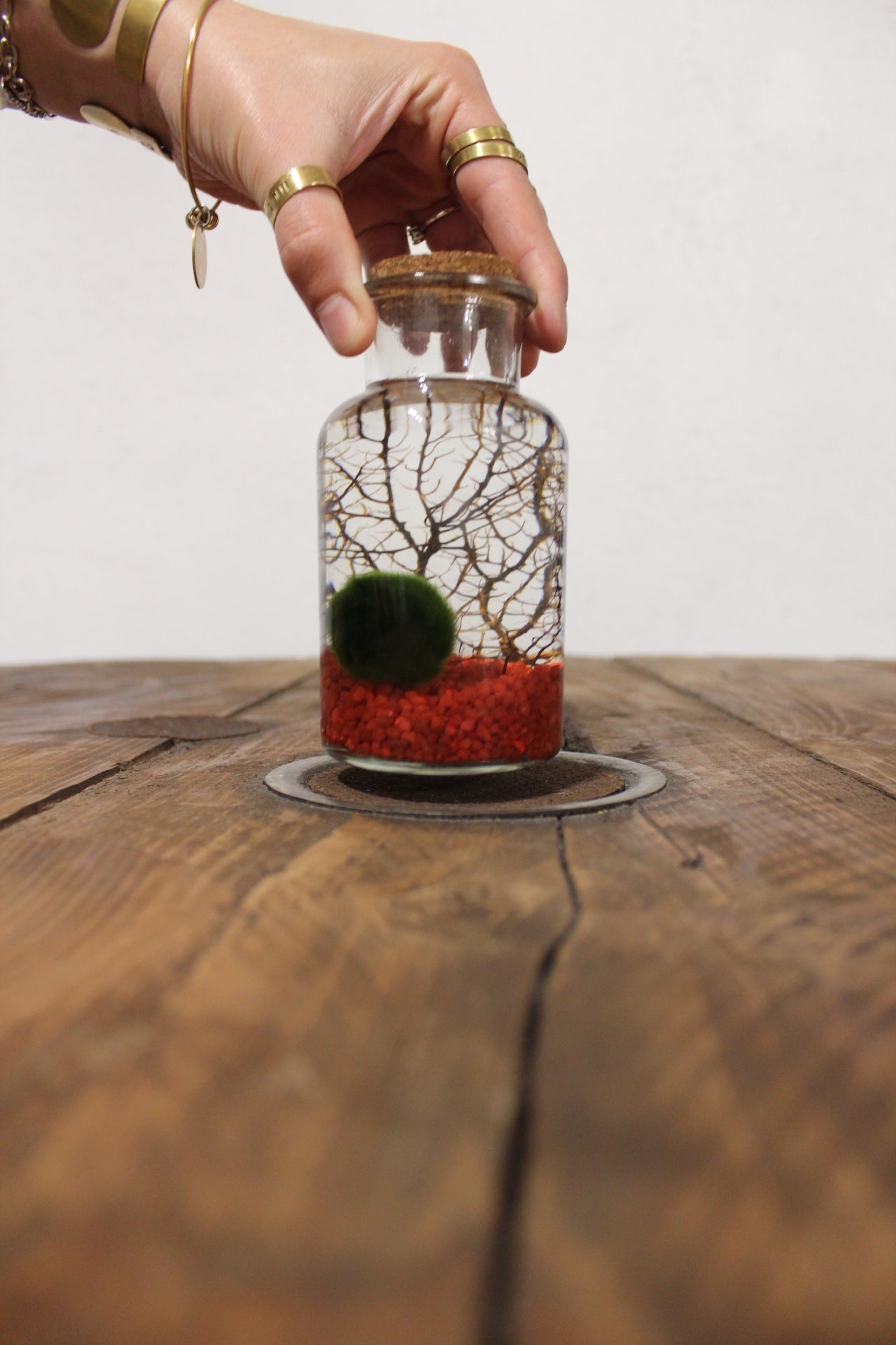 Marimo con corallo 250ml sabbia rossa