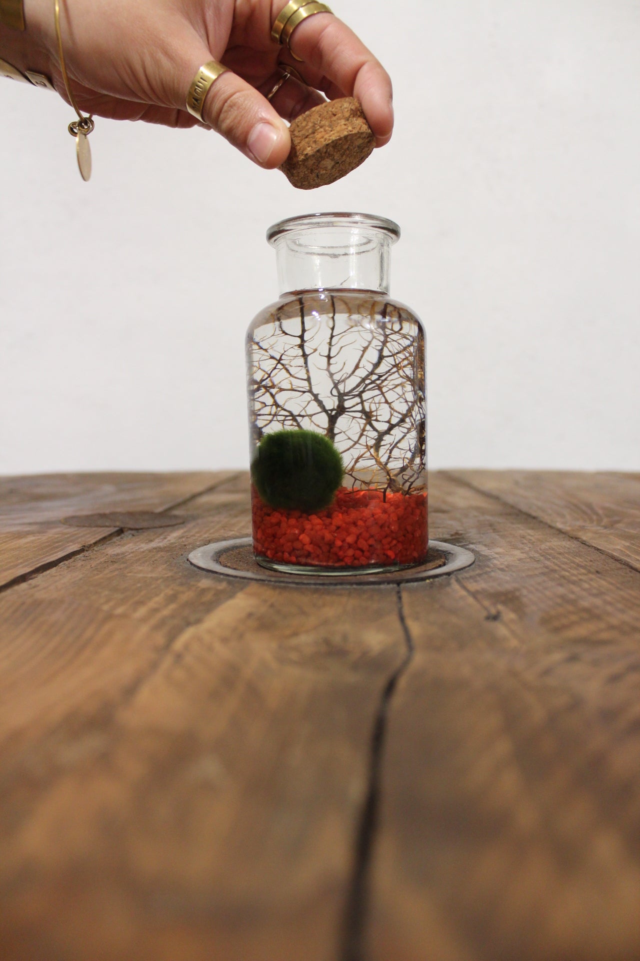 Marimo con corallo 250ml sabbia rossa