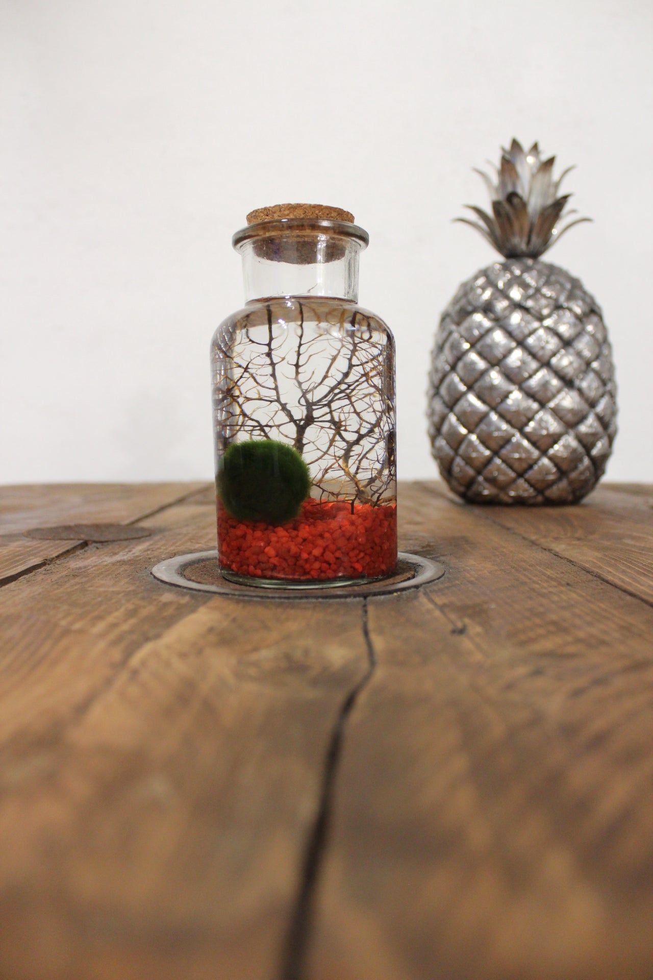 Marimo con corallo 250ml sabbia rossa