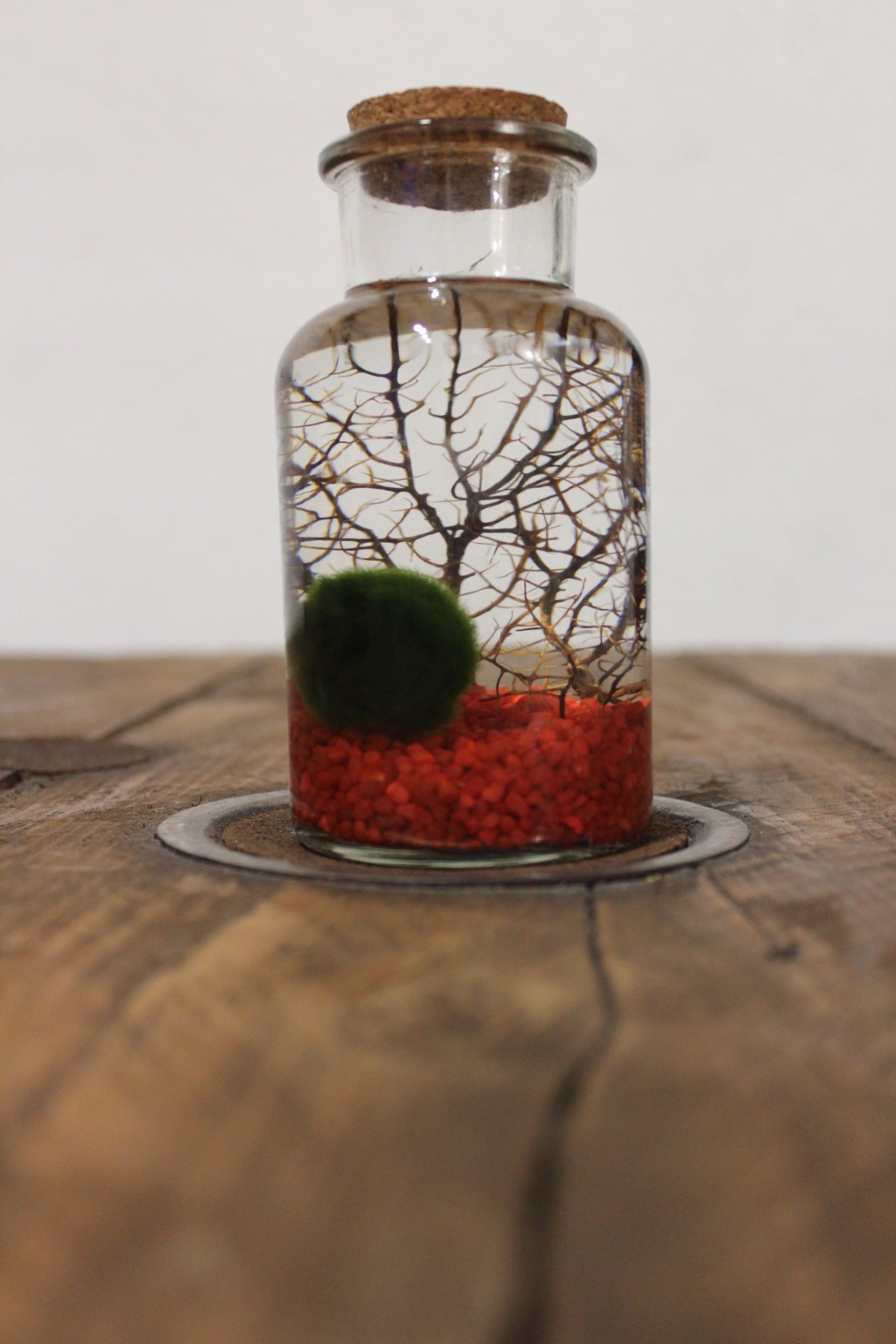 Marimo con corallo 250ml sabbia rossa