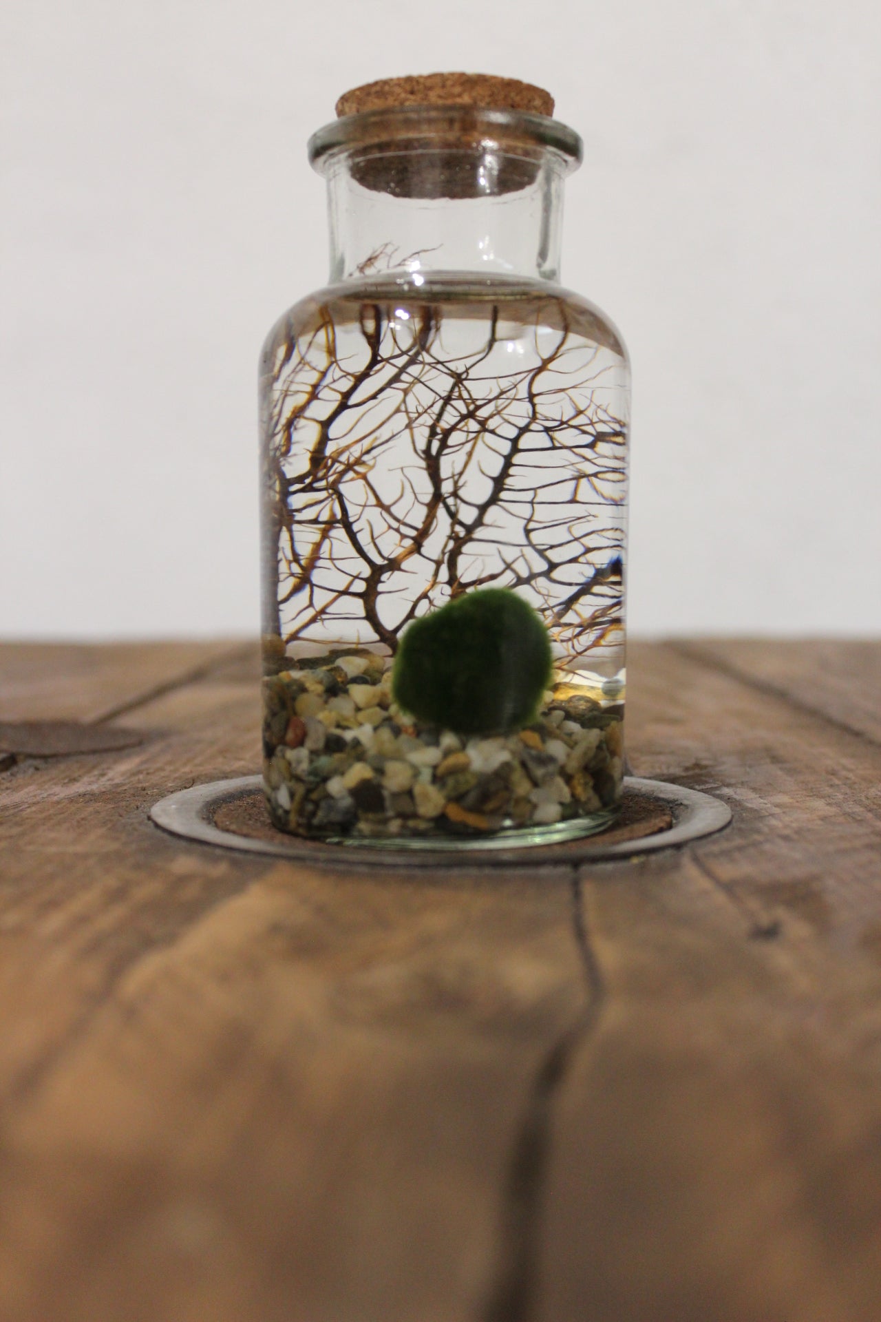 Marimo con corallo 250ml sabbia grigia