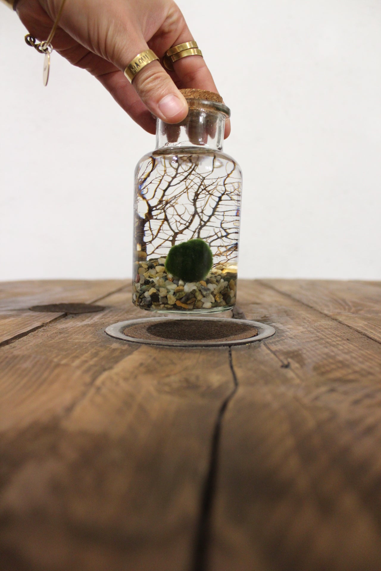 Marimo con corallo 250ml sabbia grigia