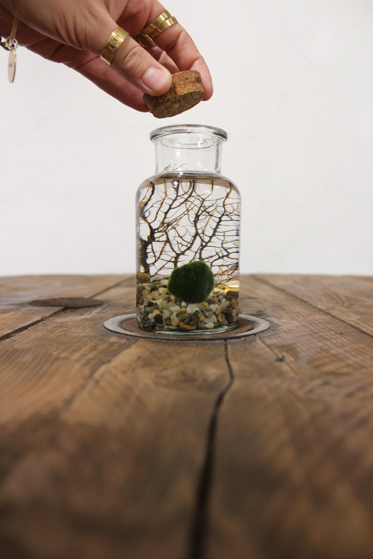 Marimo con corallo 250ml sabbia grigia