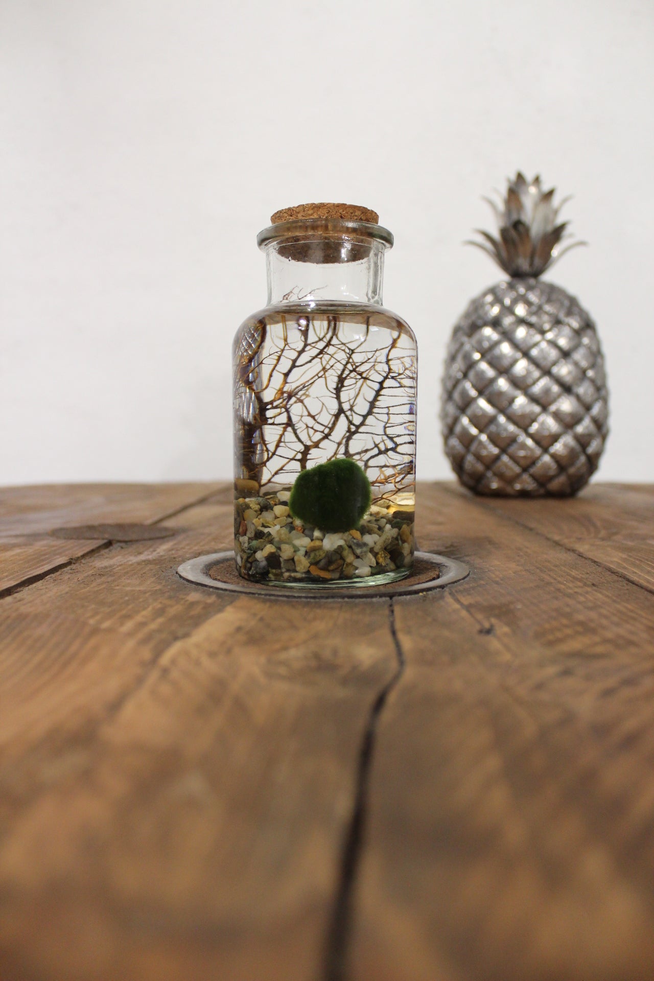 Marimo con corallo 250ml sabbia grigia