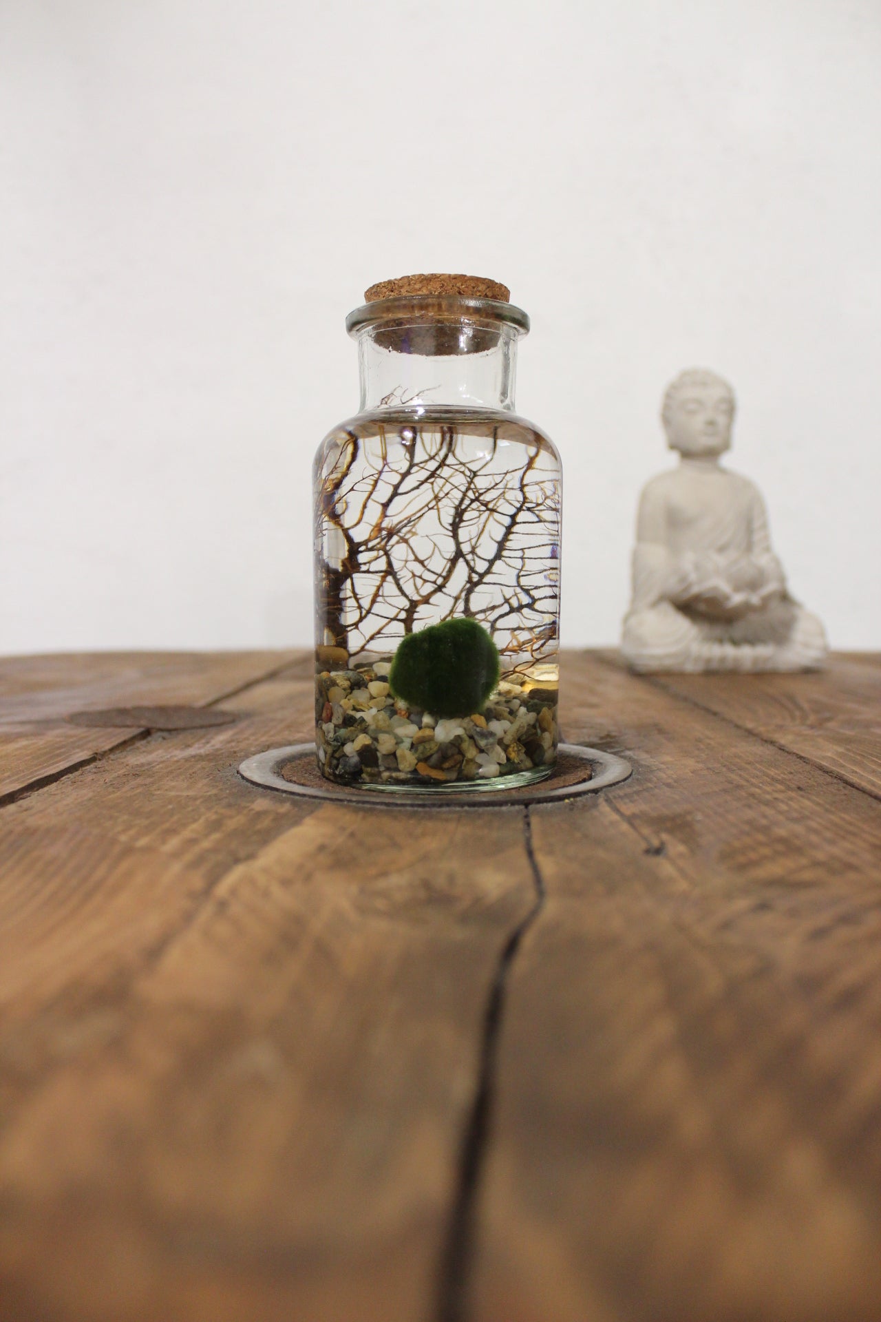 Marimo con corallo 250ml sabbia grigia