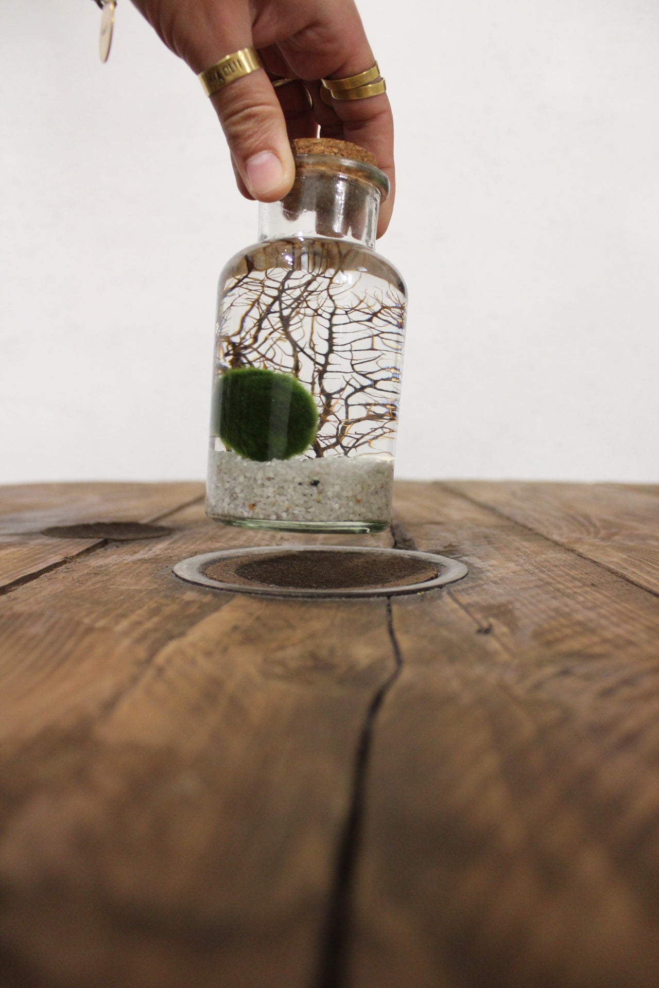 Marimo con corallo 250ml sabbia bianca