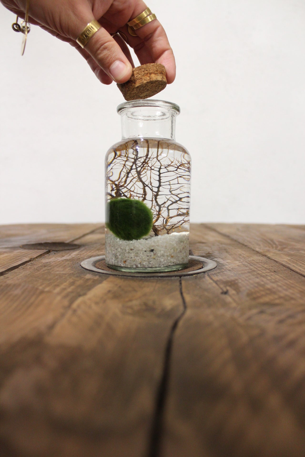 Marimo con corallo 250ml sabbia bianca