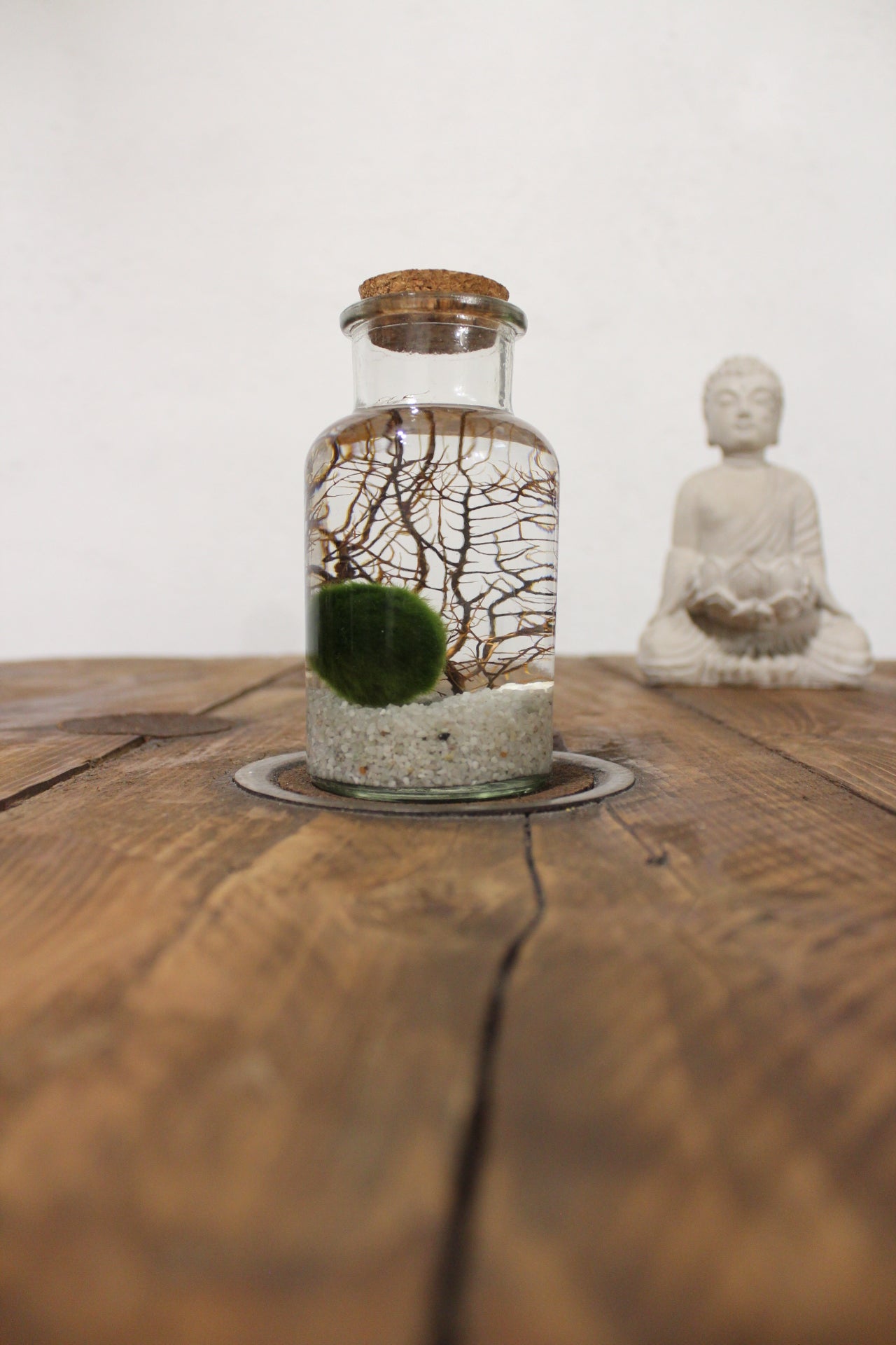 Marimo con corallo 250ml sabbia bianca