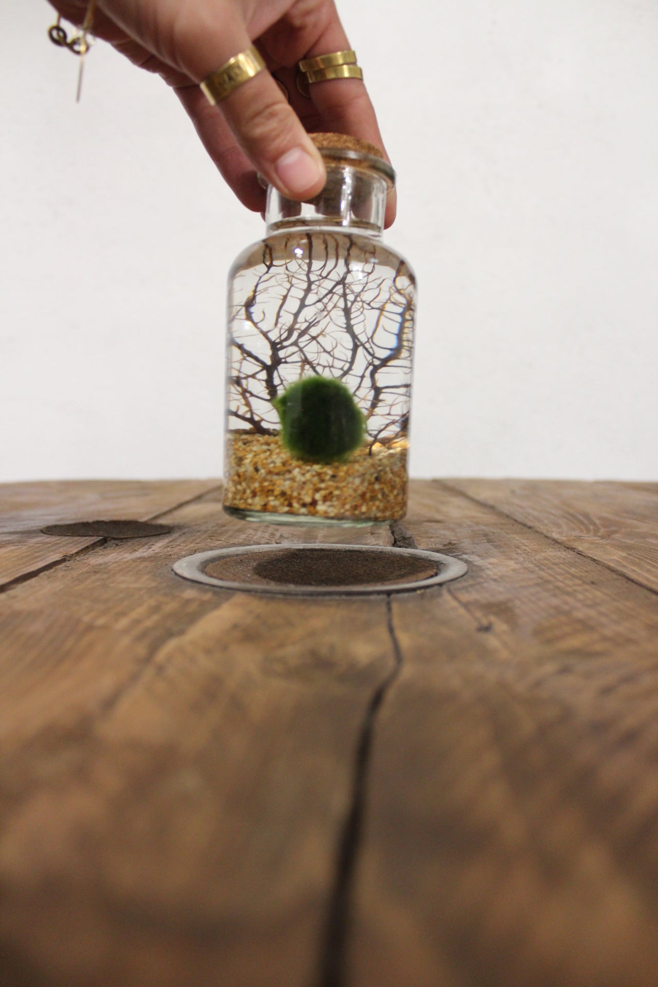 Marimo con corallo 250ml sabbia beige