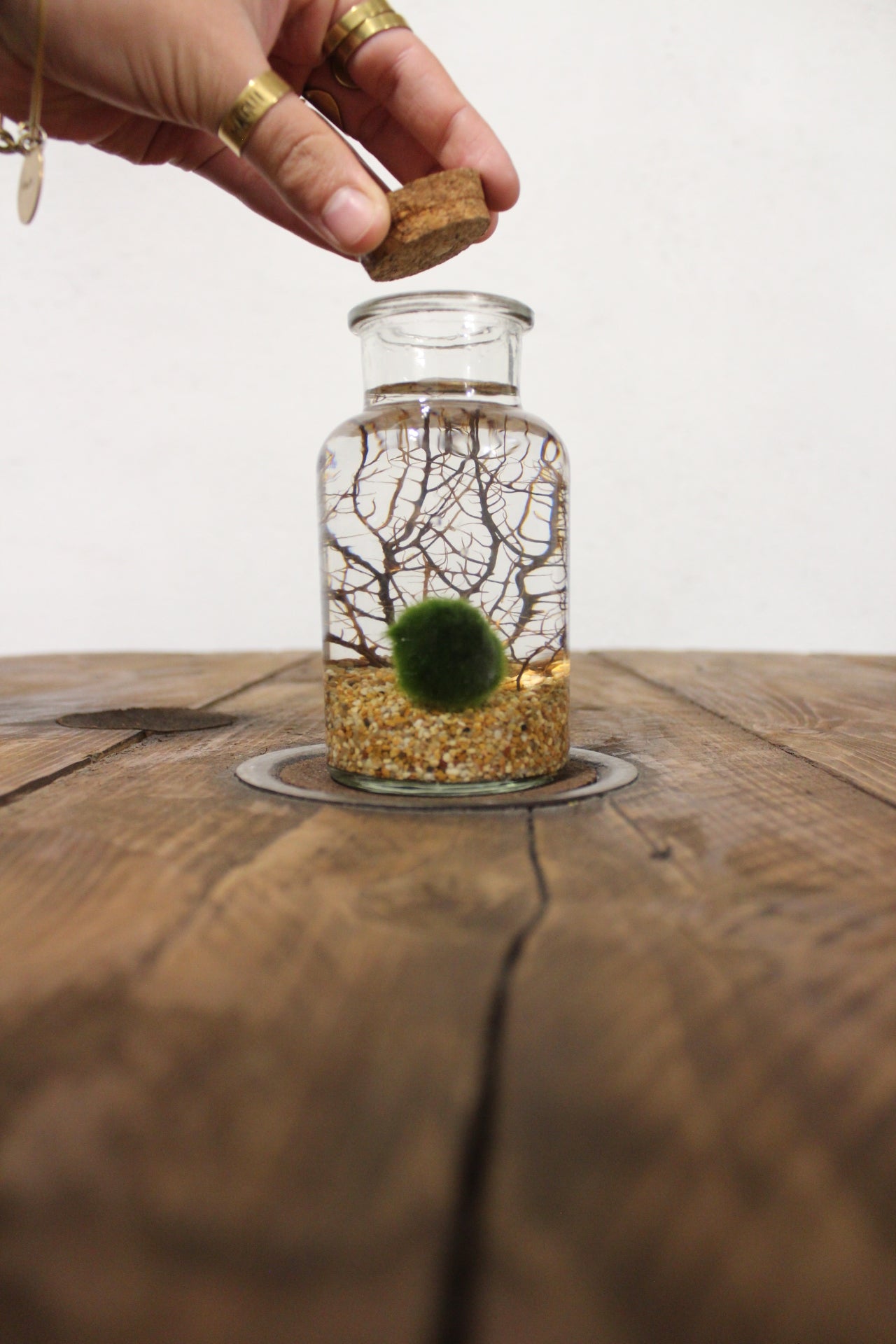 Marimo con corallo 250ml sabbia beige