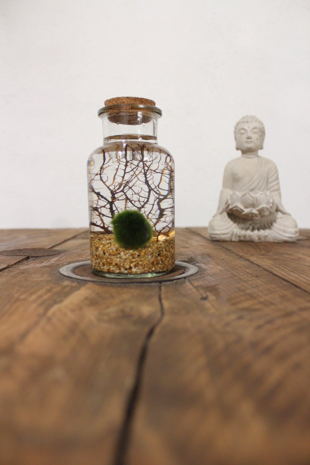 Marimo con corallo 250ml sabbia beige