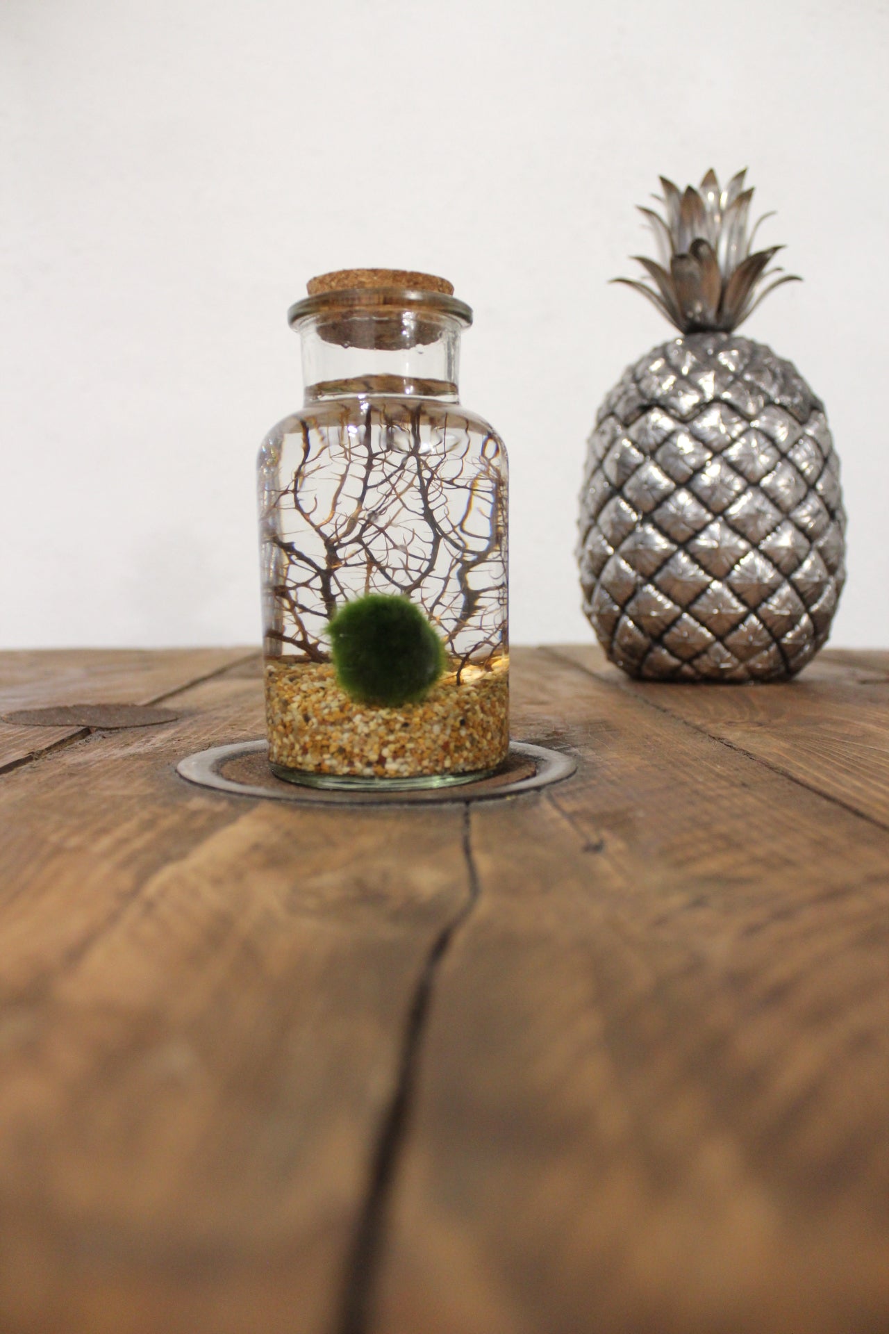 Marimo con corallo 250ml sabbia beige