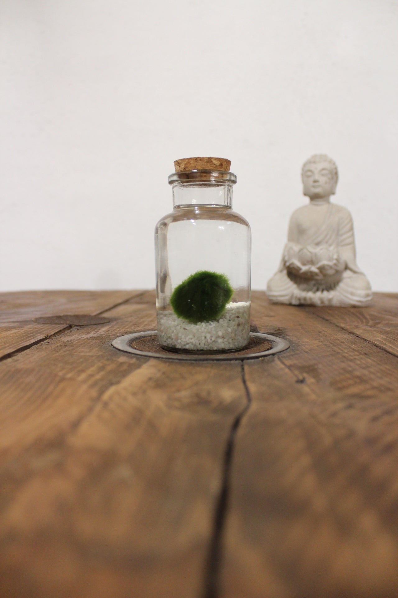 Marimo 150ml sabbia bianca