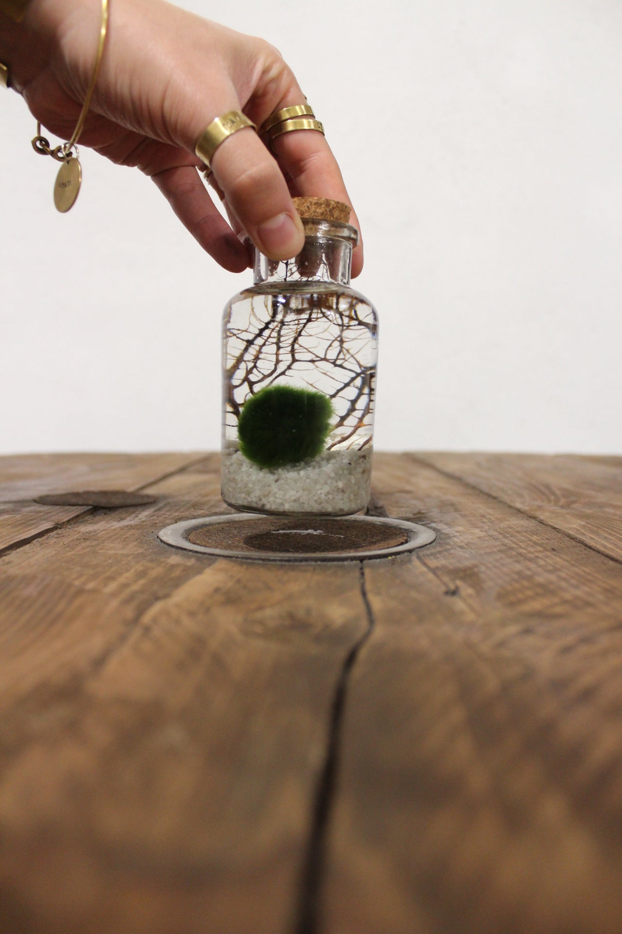 Marimo con corallo 150ml sabbia bianca