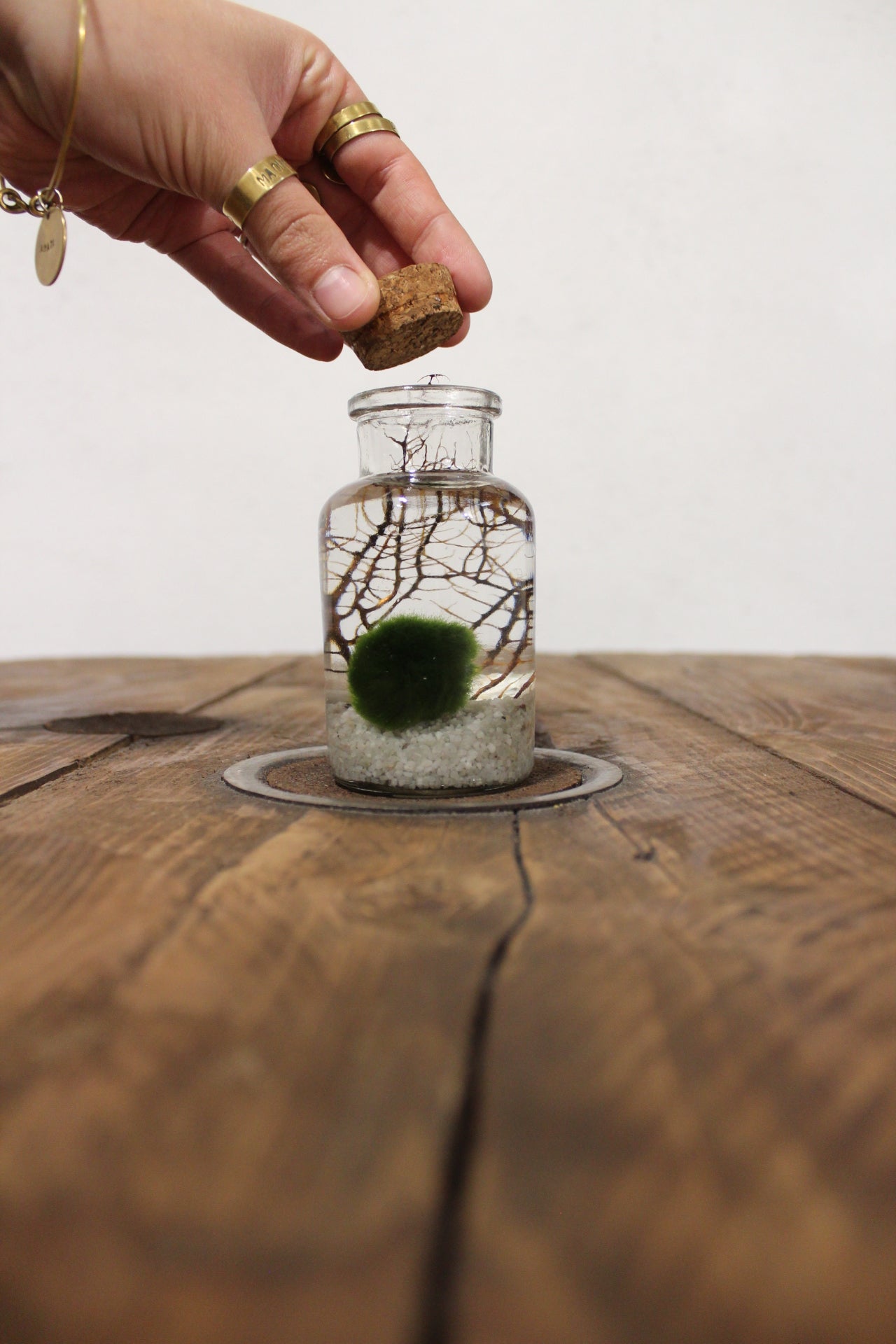 Marimo con corallo 150ml sabbia bianca