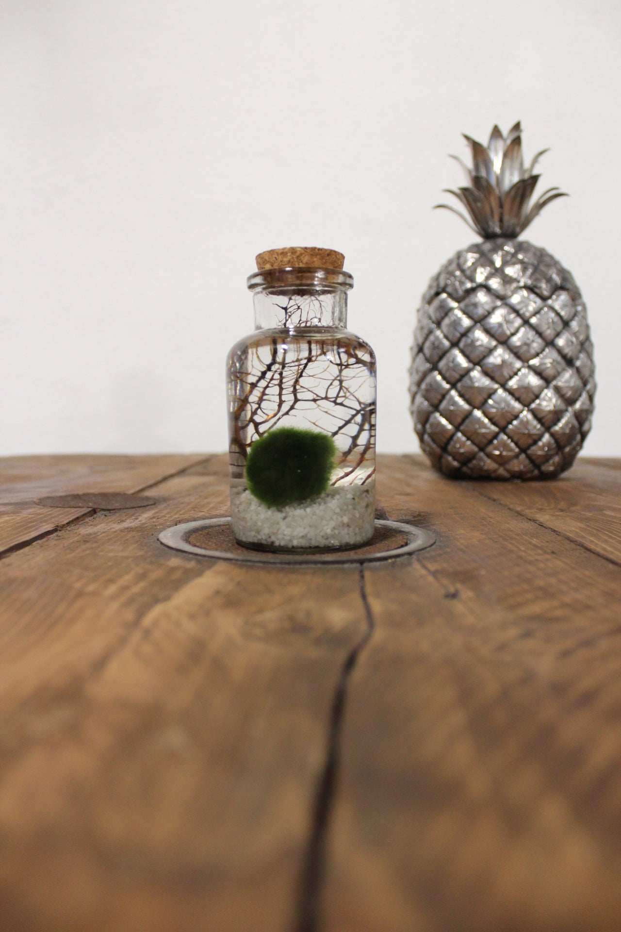 Marimo con corallo 150ml sabbia bianca