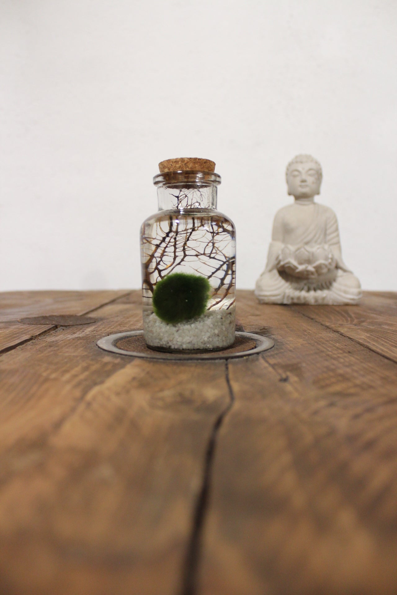 Marimo con corallo 150ml sabbia bianca