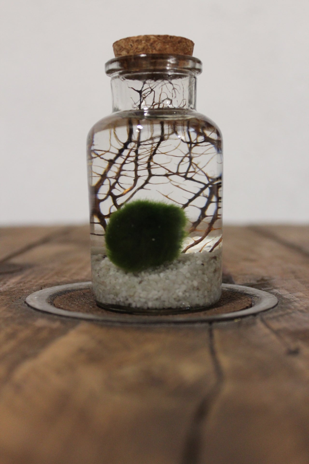 Marimo con corallo 150ml sabbia bianca