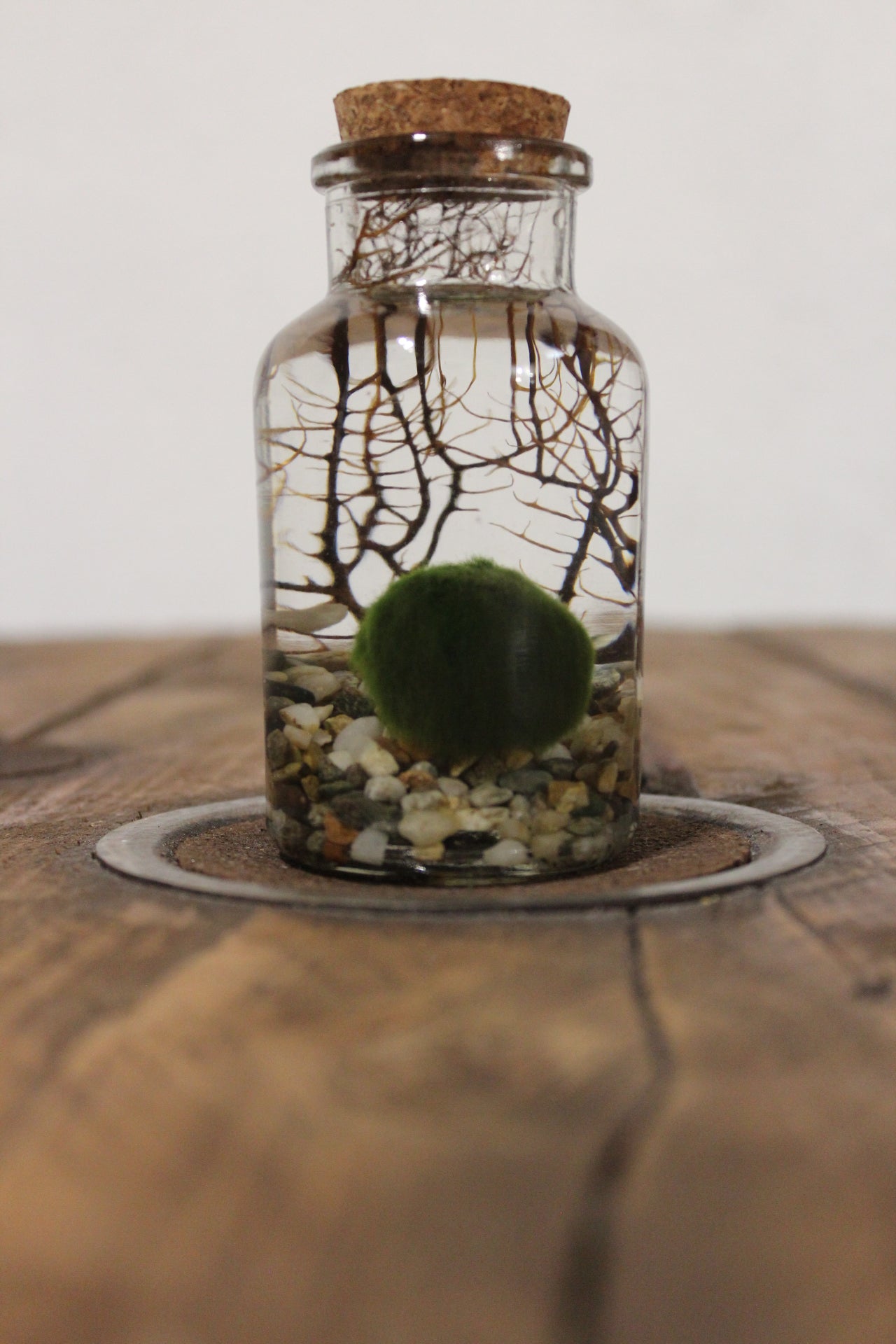 Marimo con corallo 150ml sabbia grigia