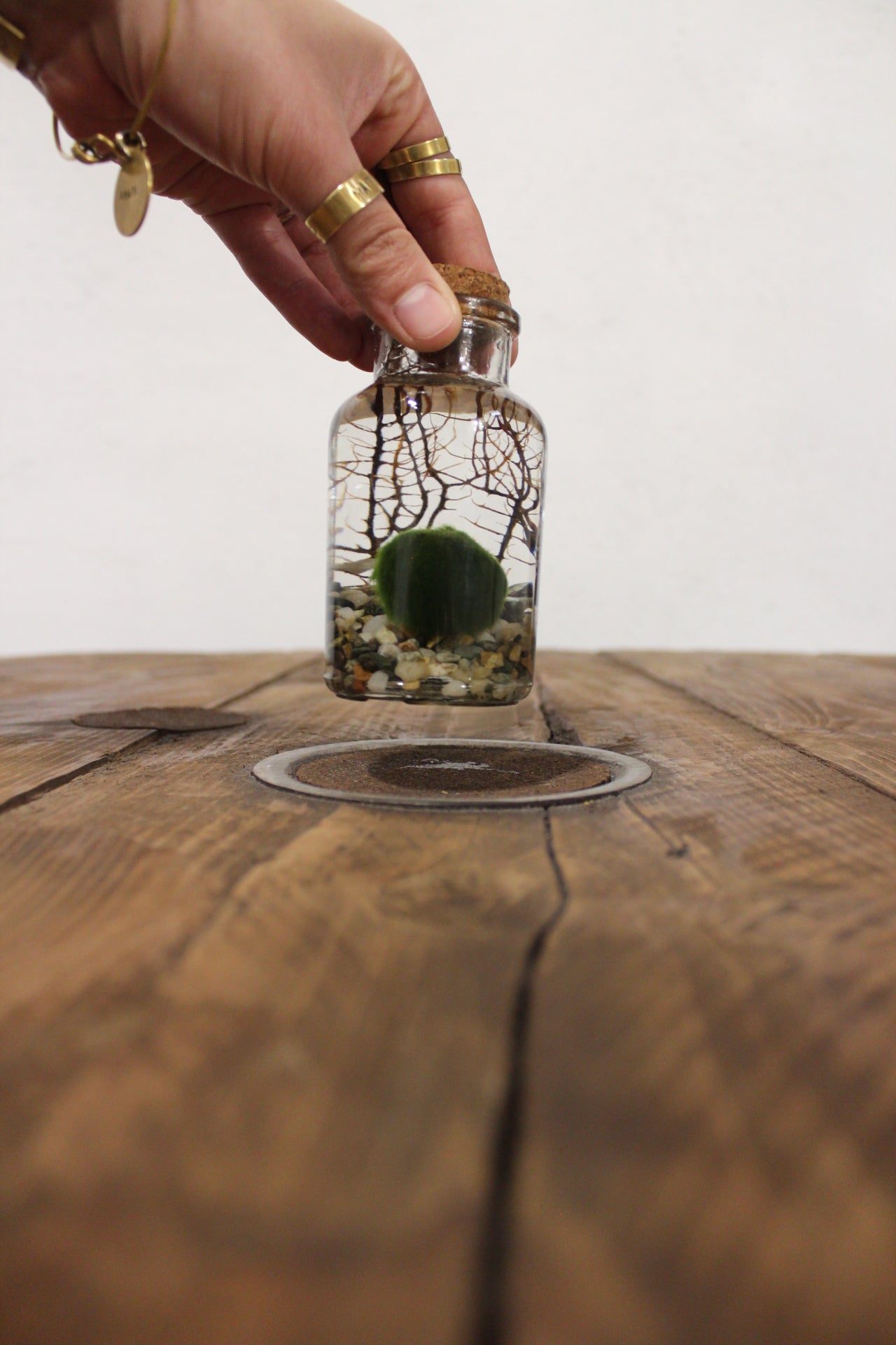 Marimo con corallo 150ml sabbia grigia