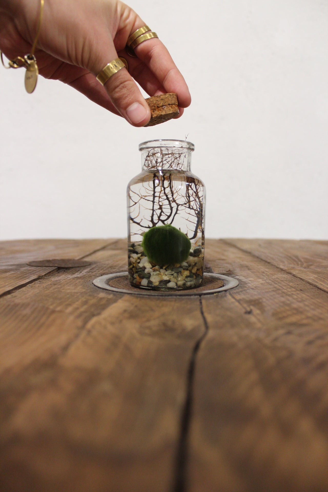 Marimo con corallo 150ml sabbia grigia