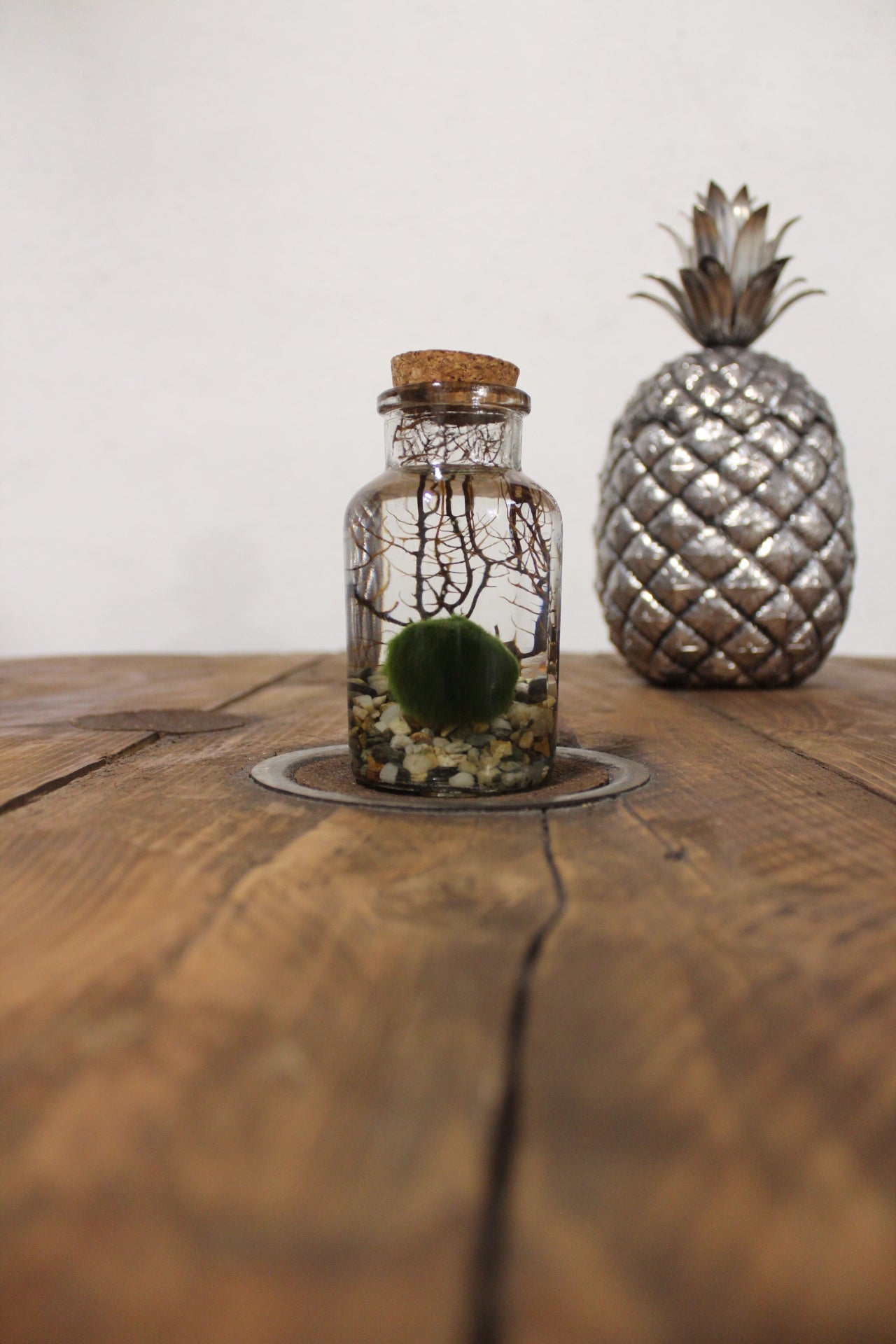 Marimo con corallo 150ml sabbia grigia