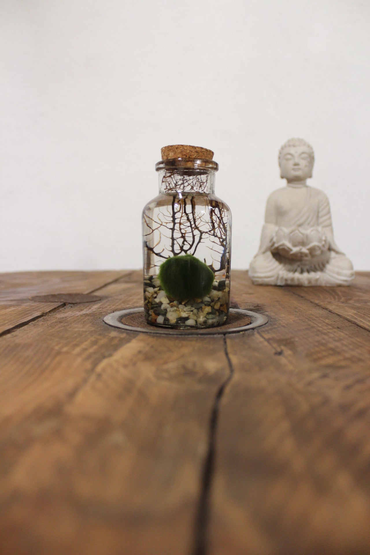 Marimo con corallo 150ml sabbia grigia