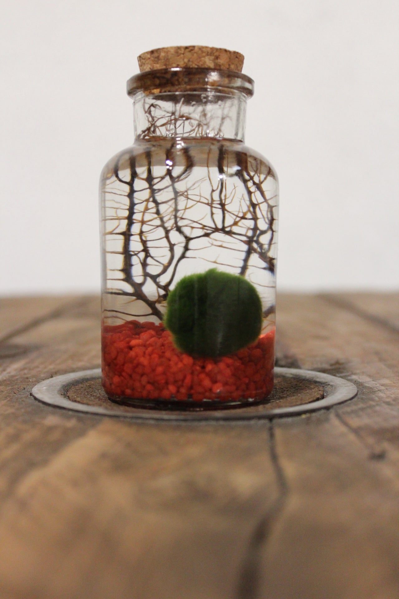 Marimo con corallo 150ml sabbia rossa