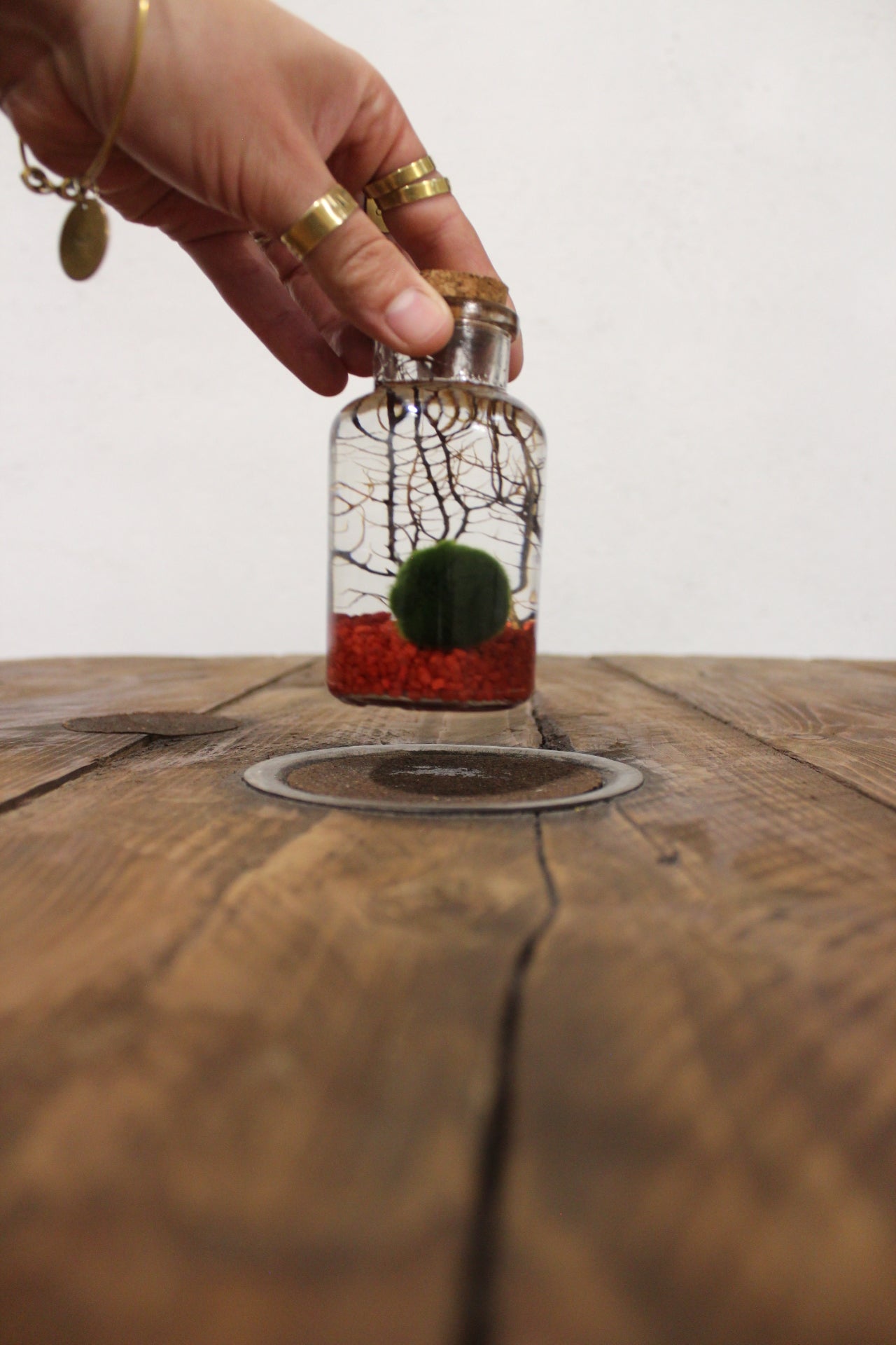 Marimo con corallo 150ml sabbia rossa