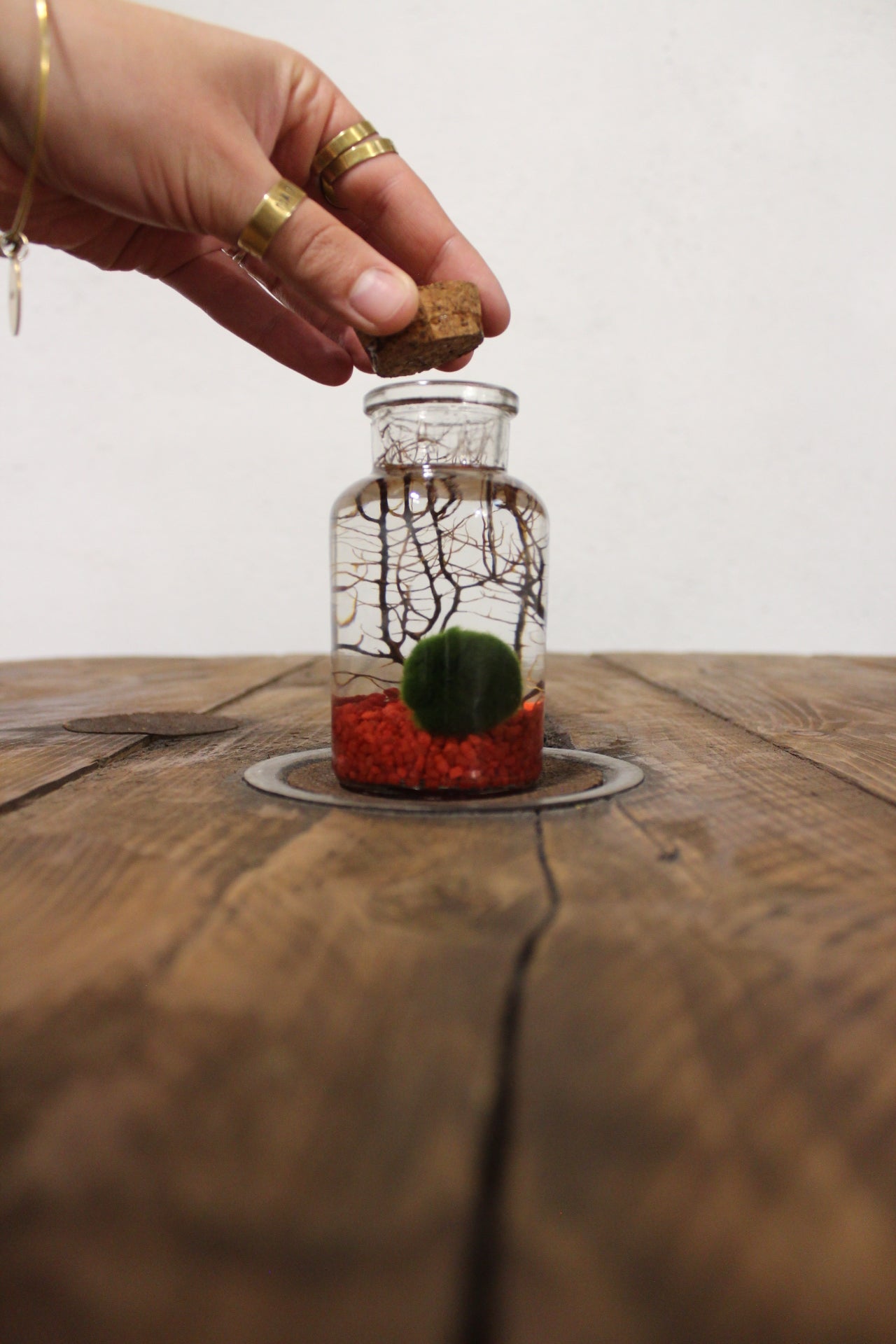 Marimo con corallo 150ml sabbia rossa