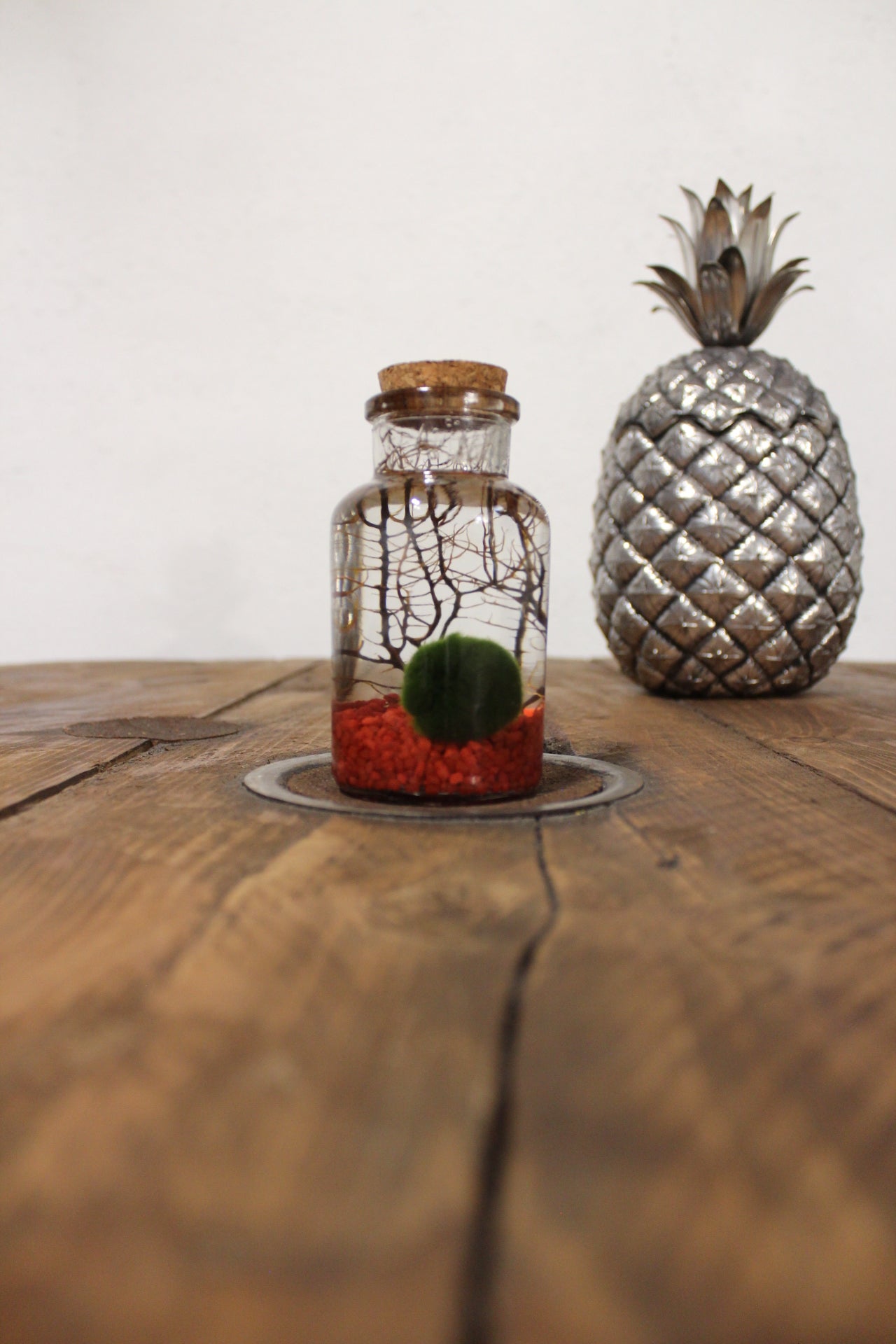 Marimo con corallo 150ml sabbia rossa