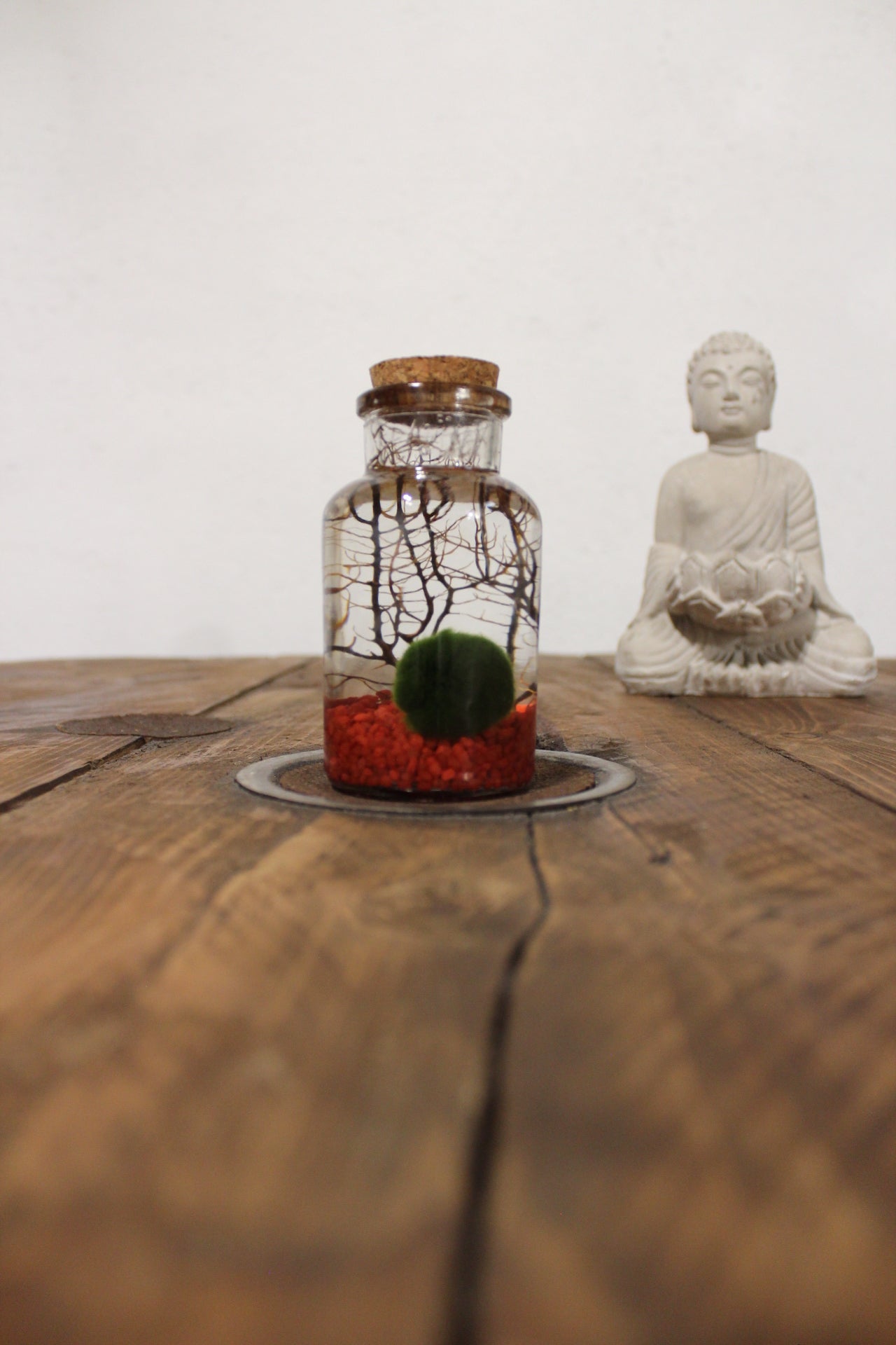 Marimo con corallo 150ml sabbia rossa