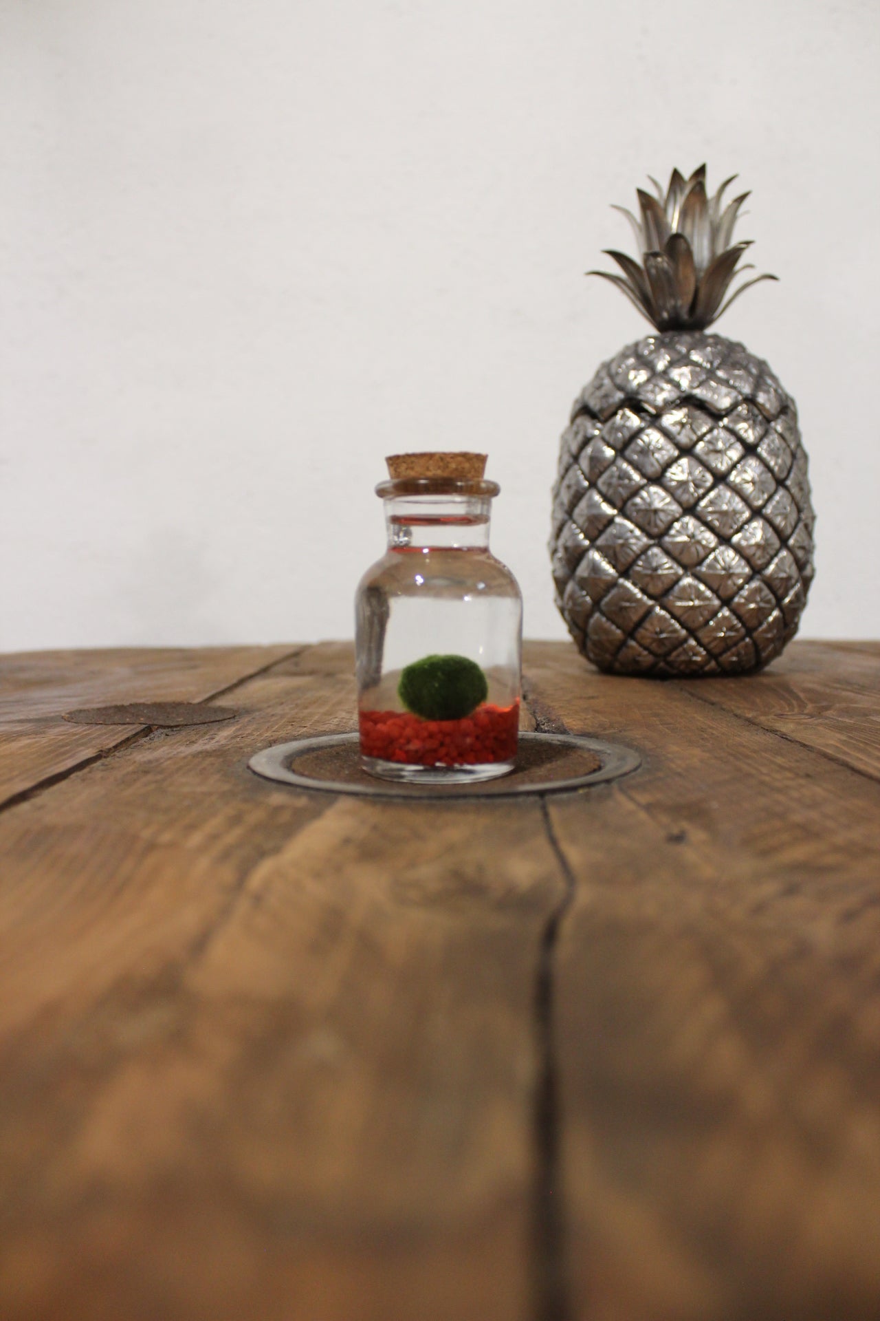 Marimo 150ml sabbia bianca – kokedamamaqui