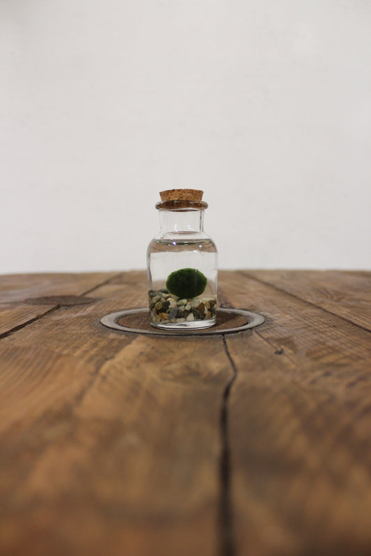 Baby marimo 60ml sabbia grigia