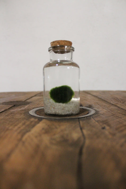 Marimo 150ml sabbia bianca