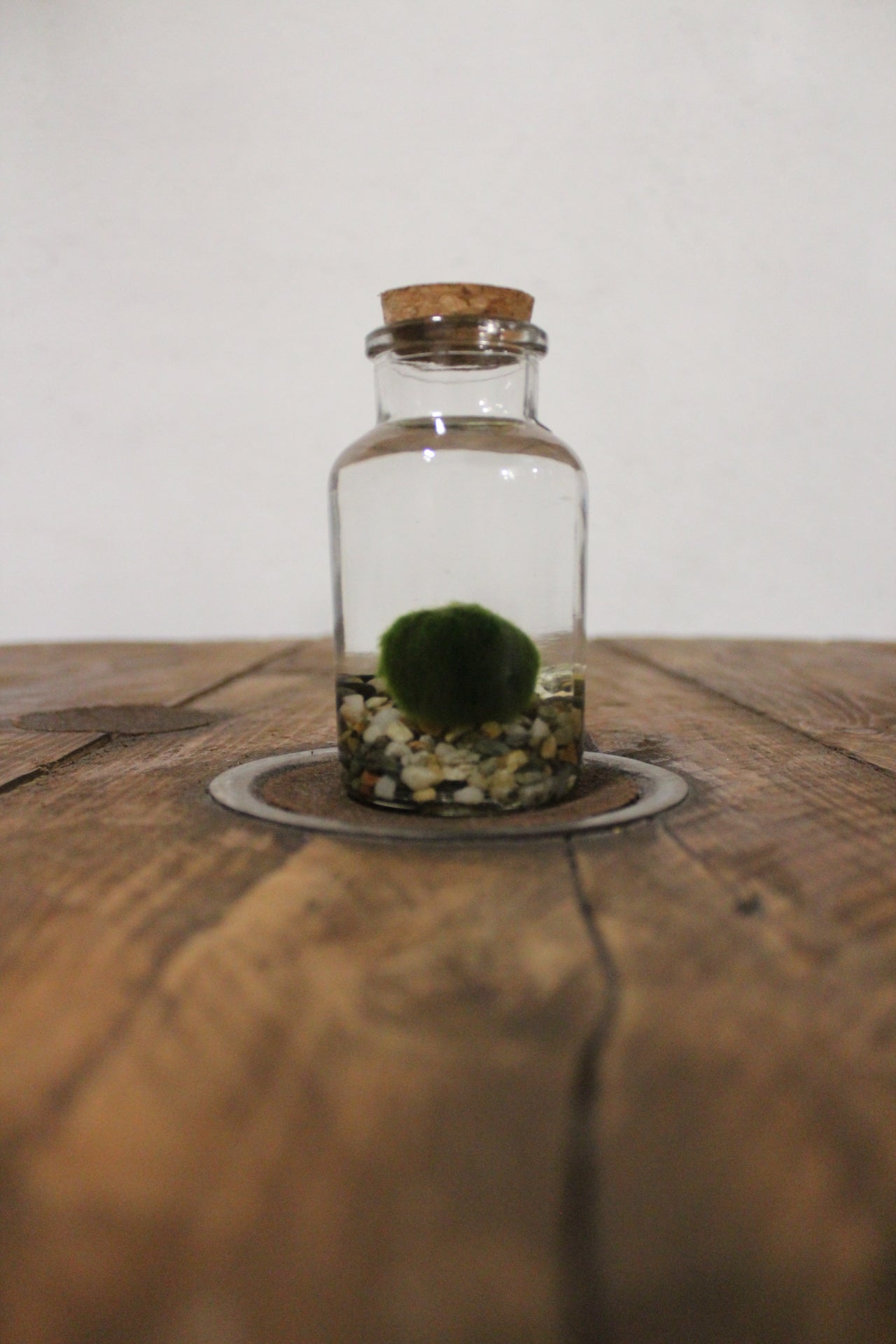 Marimo 150ml sabbia grigia