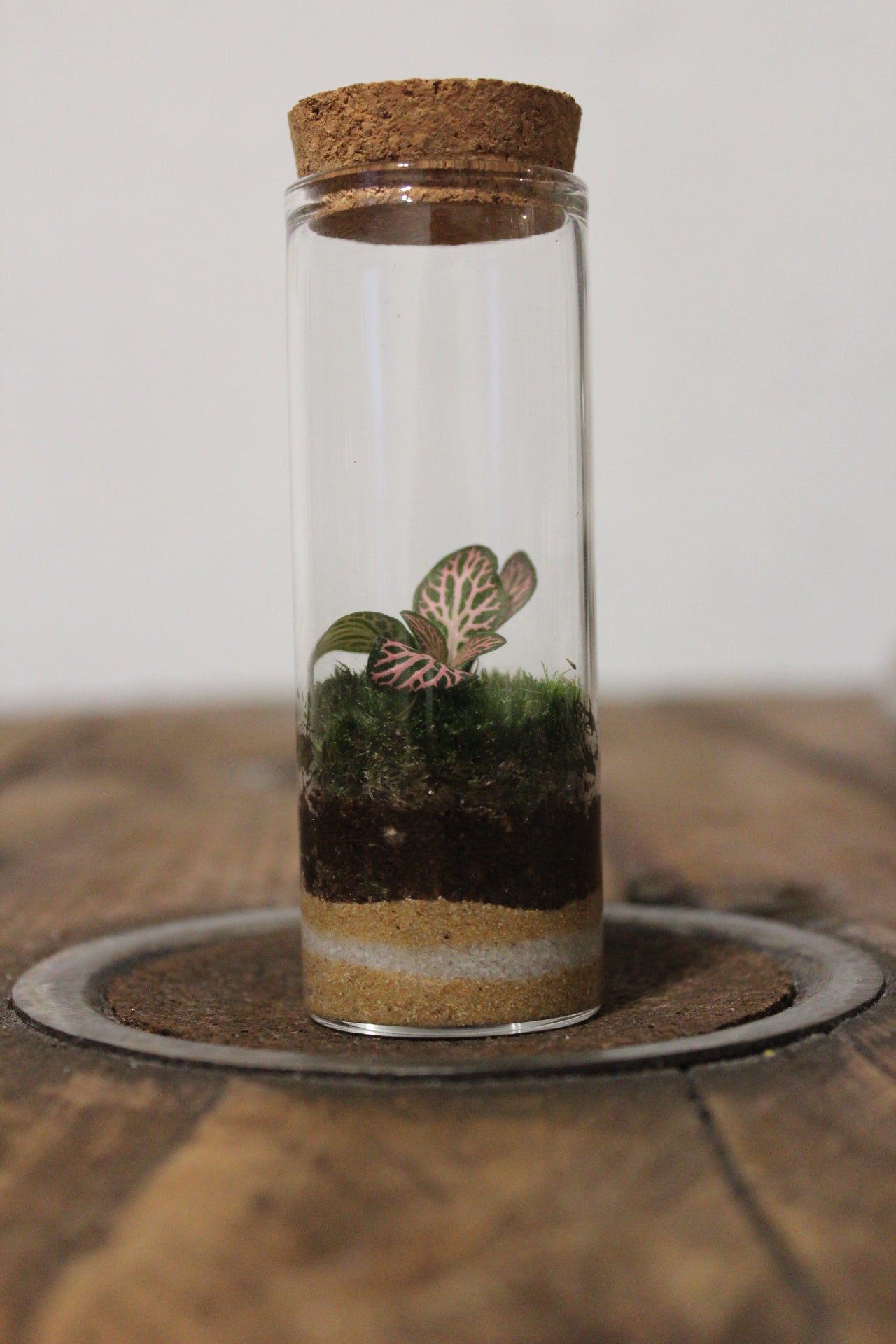 Mini terrario 60ml Fittonia rosa