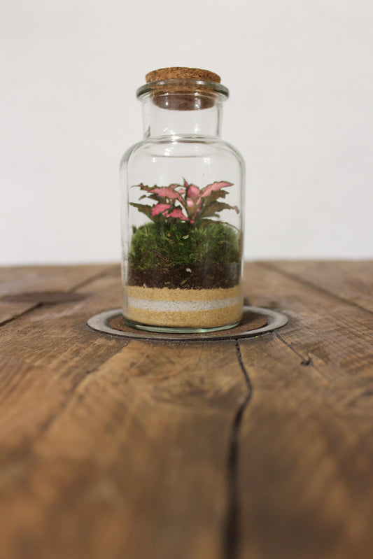 Mini terrario 250ml con Fittonia rosa