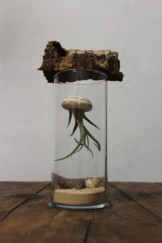 Tillandsia in vaso