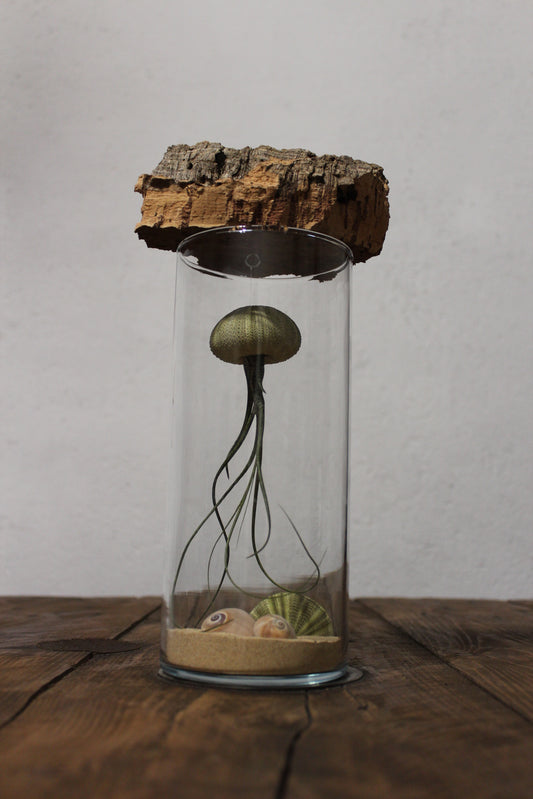 Tillandsia in vaso