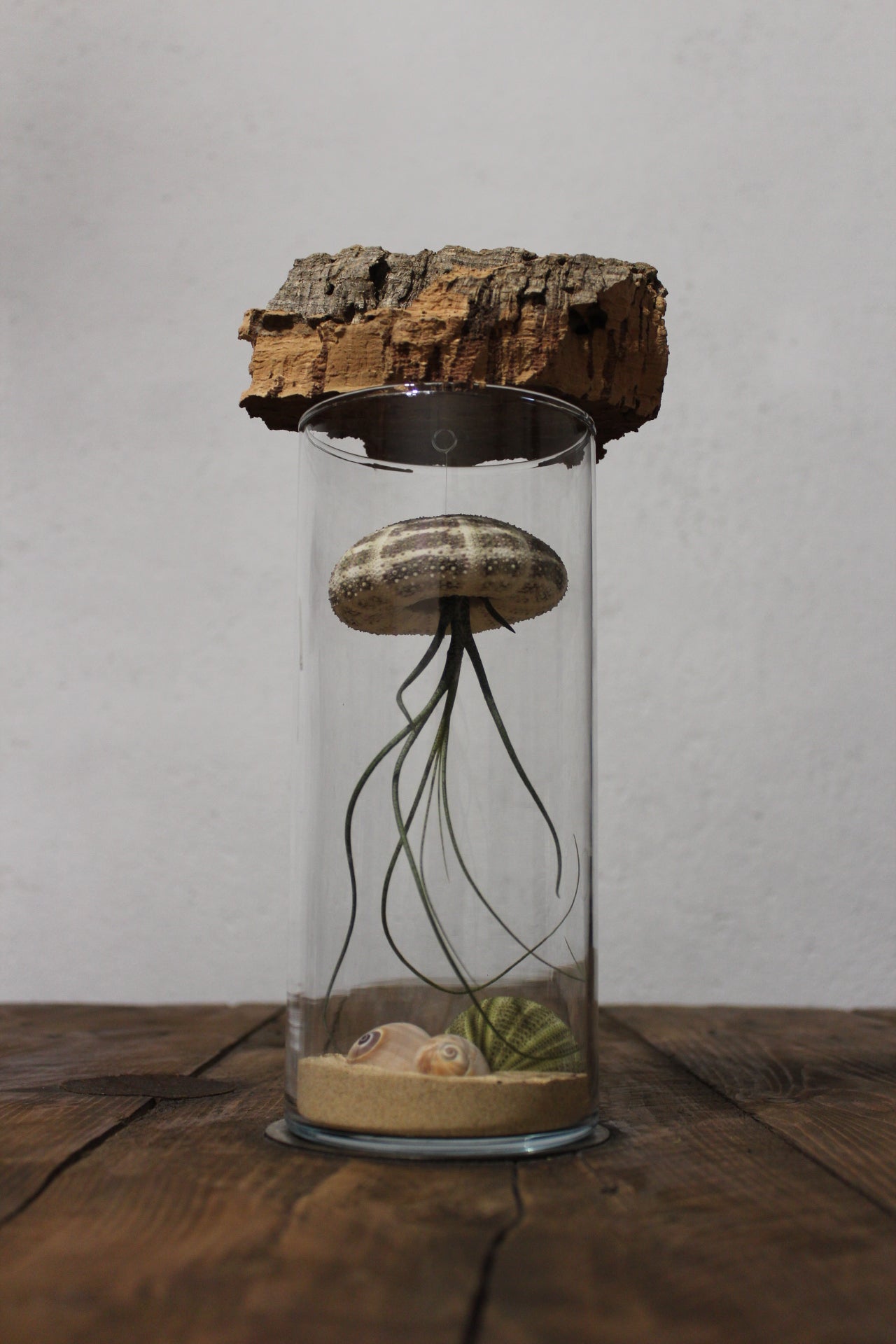 Tillandsia in vaso