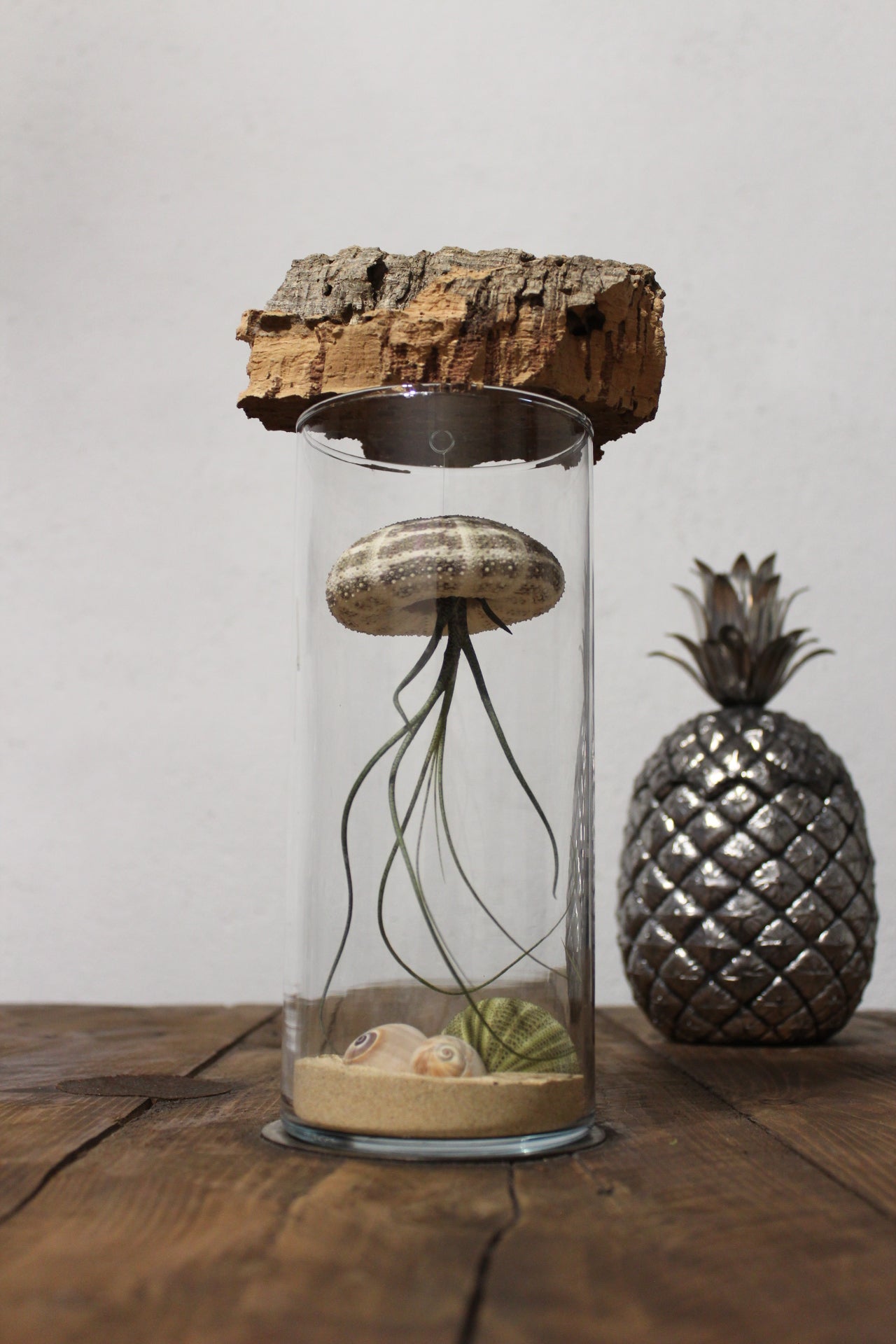 Tillandsia in vaso